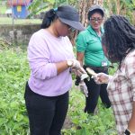 St. Kitts Department of Agriculture Forms Task Force to Combat Invasive Black Bean Bug