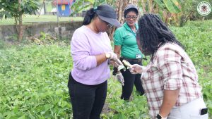 St. Kitts Department of Agriculture Forms Task Force to Combat Invasive Black Bean Bug