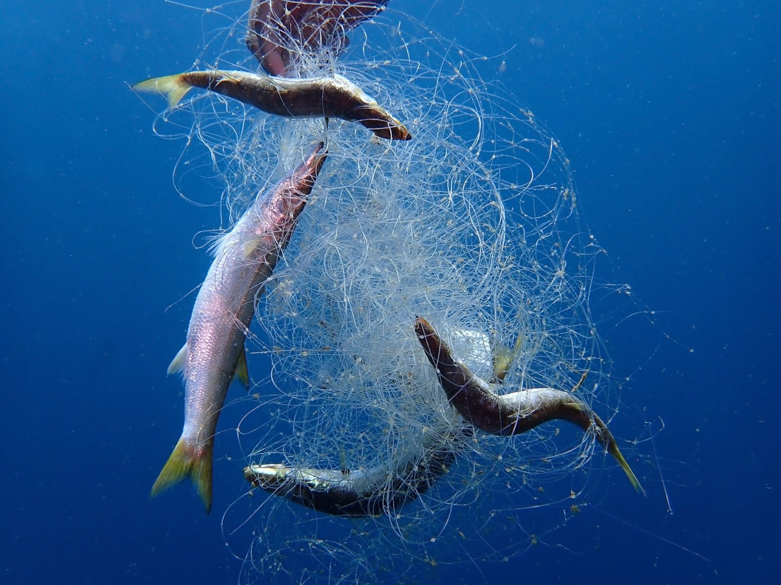 Ghost Fishing Poses Significant Challenge in St. Kitts and Nevis