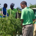 Government Investment in Drought-Resistant Technology Yields Significant Crop Production Increase in St. Kitts for 2024