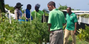 Government Investment in Drought-Resistant Technology Yields Significant Crop Production Increase in St. Kitts for 2024