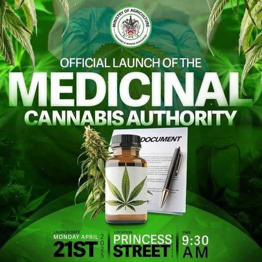 Formal Launch of National Medicinal Cannabis Authority Scheduled for April