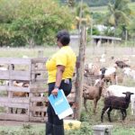Livestock Judging Competition Commences in Advance of 2025 World Food Day Celebrations in St. Kitts