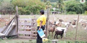 Livestock Judging Competition Commences in Advance of 2025 World Food Day Celebrations in St. Kitts