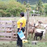 Livestock Judging Competition Commences in Advance of 2025 World Food Day Celebrations in St. Kitts
