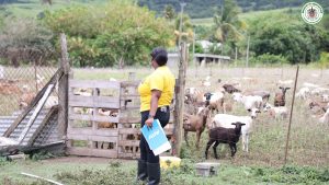Livestock Judging Competition Commences in Advance of 2025 World Food Day Celebrations in St. Kitts