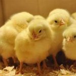 Local Chick Delivery Boosts Student Nutrition and Agricultural Interest at Layer Chicken Breeder Farm and Hatchery