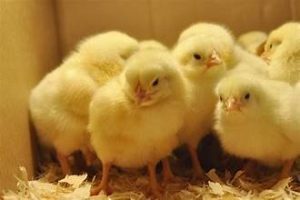 Local Chick Delivery Boosts Student Nutrition and Agricultural Interest at Layer Chicken Breeder Farm and Hatchery