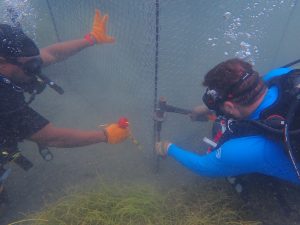 Pioneering King Crab Aquaculture for Coral Reef Regeneration and Sustainable Development in St. Kitts and Nevis