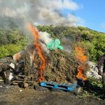 Royal St. Christopher and Nevis Police Force Executes Large-Scale Cannabis Eradication Operation