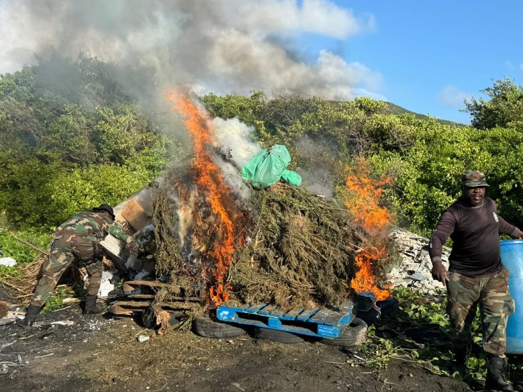 Royal St. Christopher and Nevis Police Force Executes Large-Scale Cannabis Eradication Operation