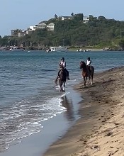 Nevis Equestrian Centre Hosts Thrilling Horse Race